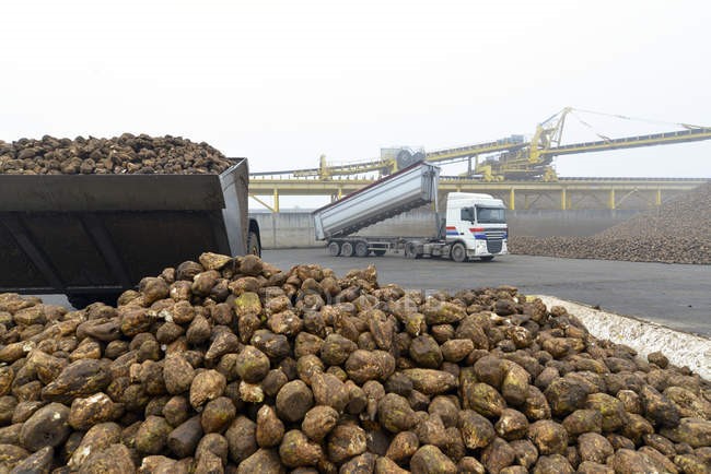 Sugar production line